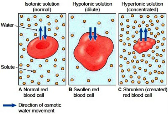 Diffusion and osmosis - Biology 11